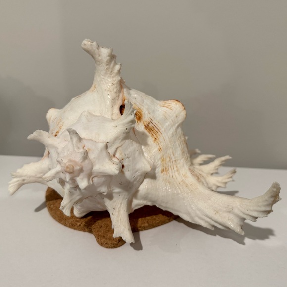 Vintage Large Shell from Okinawa Japan - Picture 2 of 11